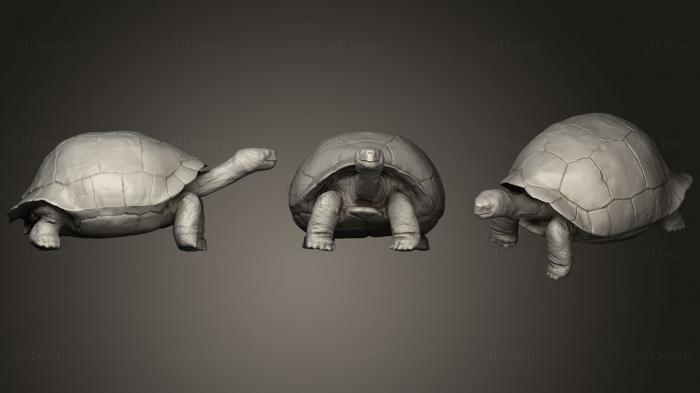 3D model Galapagos Turtle (STL)